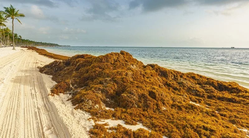 República Dominicana lança operação para conter alga marinha que provoca mau cheiro e afeta praias de Punta Cana; entenda
