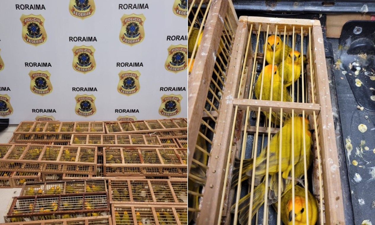 Homem é preso ao tentar embarcar com 500 pássaros em malas no aeroporto de Boa Vista