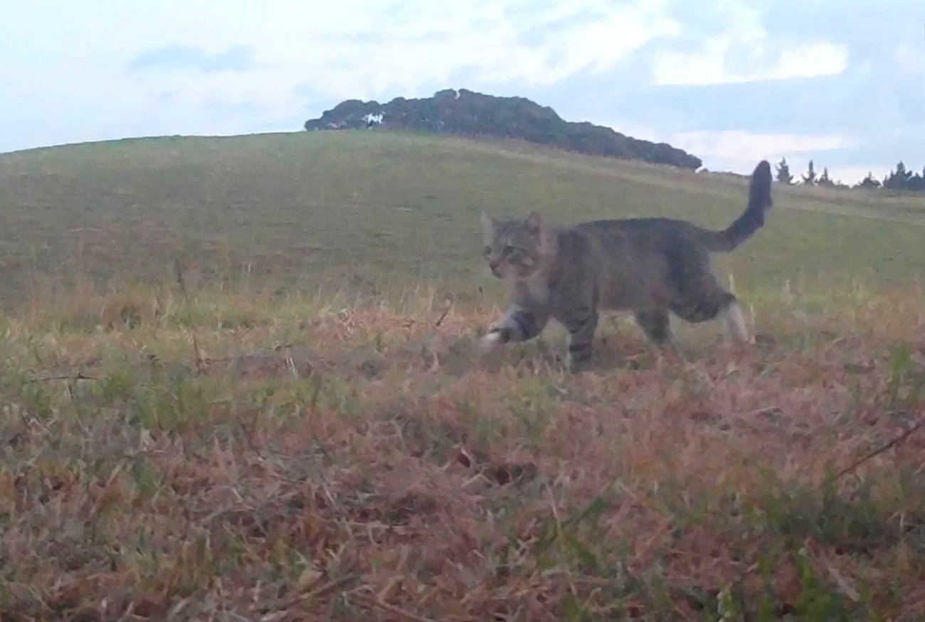 Após três anos de buscas, gato selvagem que matou dezenas de aves raras é capturado na Nova Zelândia - QTU Questões do Universo