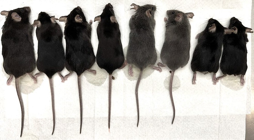 Camundongos com gene alterado para simular DNA humano (à direita) nasceram sem cauda — Foto: Xia et al./Nature