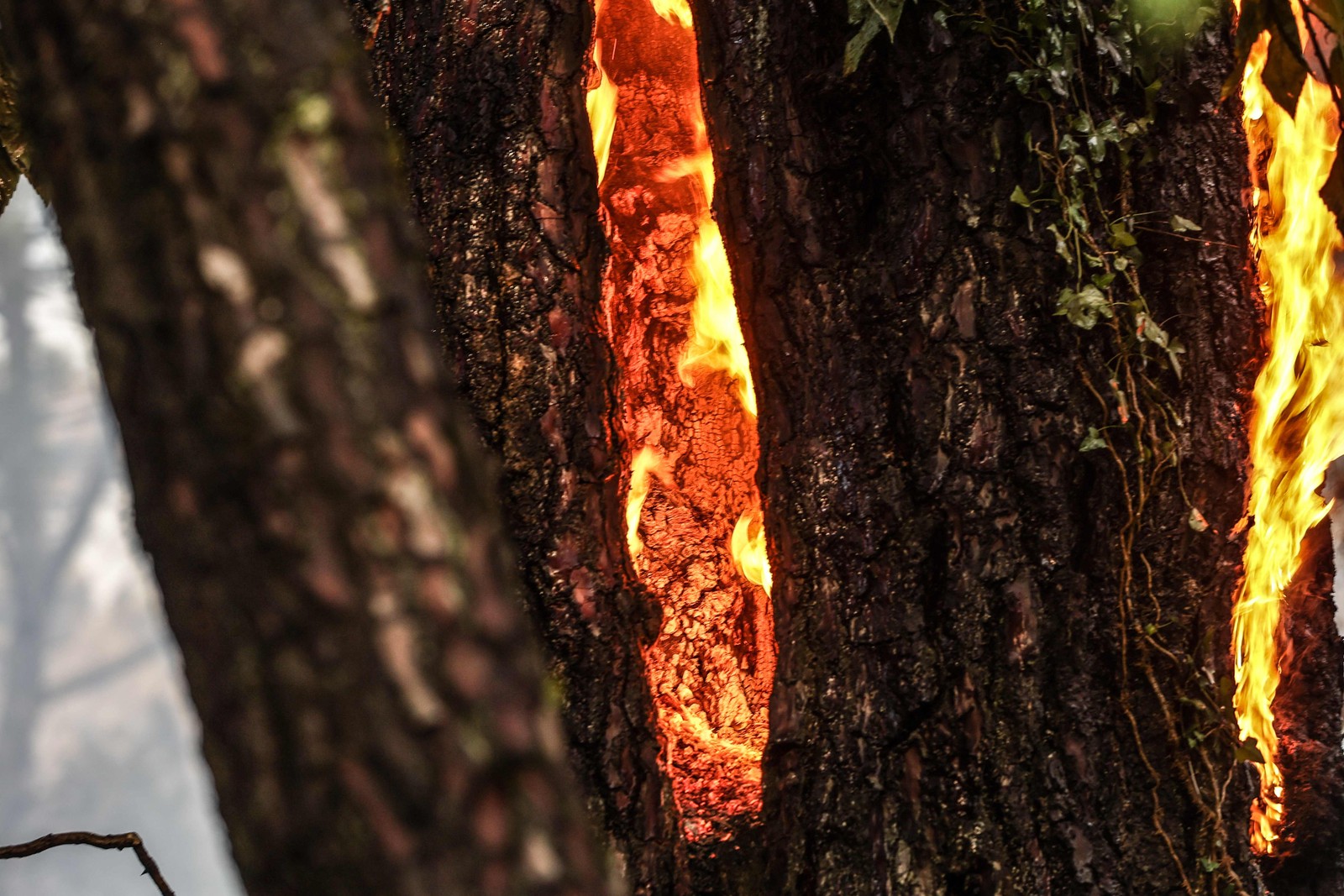 Tronco arde em chamas  no fundo da Duna du Pyla, perto de La Teste-de-Buch, sudoeste da França — Foto: THIBAUD MORITZ / AFP