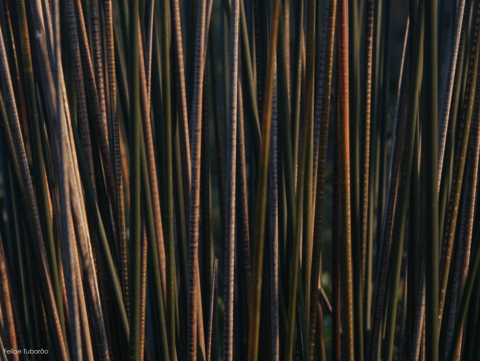 As cores e formas de um dos bambus mais primitivos e raros do Brasil. Glaziophyton mirabile, espécie endêmica e ameaçada de extinção dos Campos de altitude das montanhas do Rio de Janeiro. — Foto: Felipe Tubarão