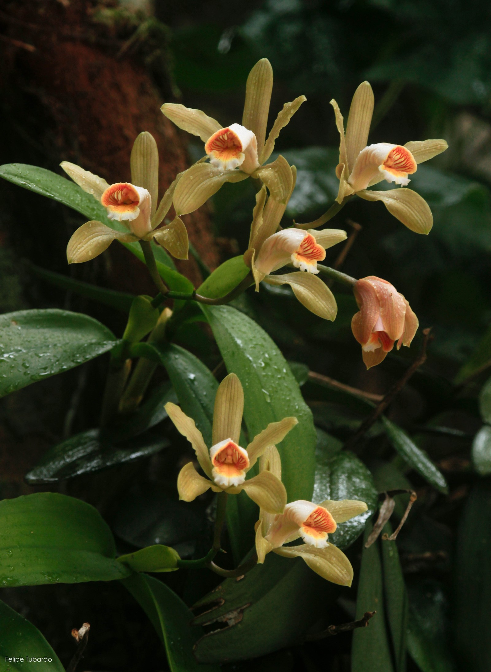 Cattleya forbesii, família Orchidaceae. Orquídea endêmica da Mata Atlântica - Foto de Felipe Tubarão