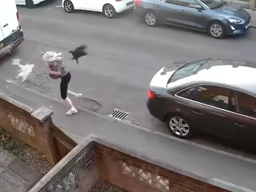 Viralizou: mulher tenta fugir, mas é perseguida e atacada por corvo em plena rua no Reino Unido; assista