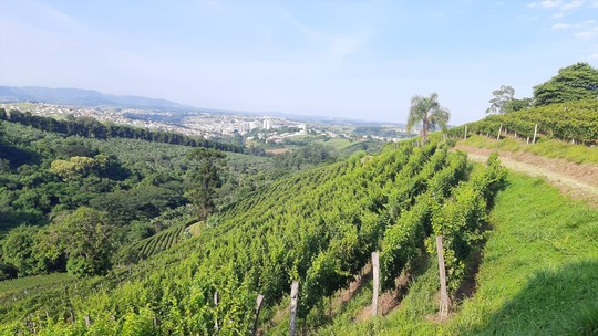 Produção mineira de vinhos cresce e ganha qualidade com nova técnica de cultivo de uva