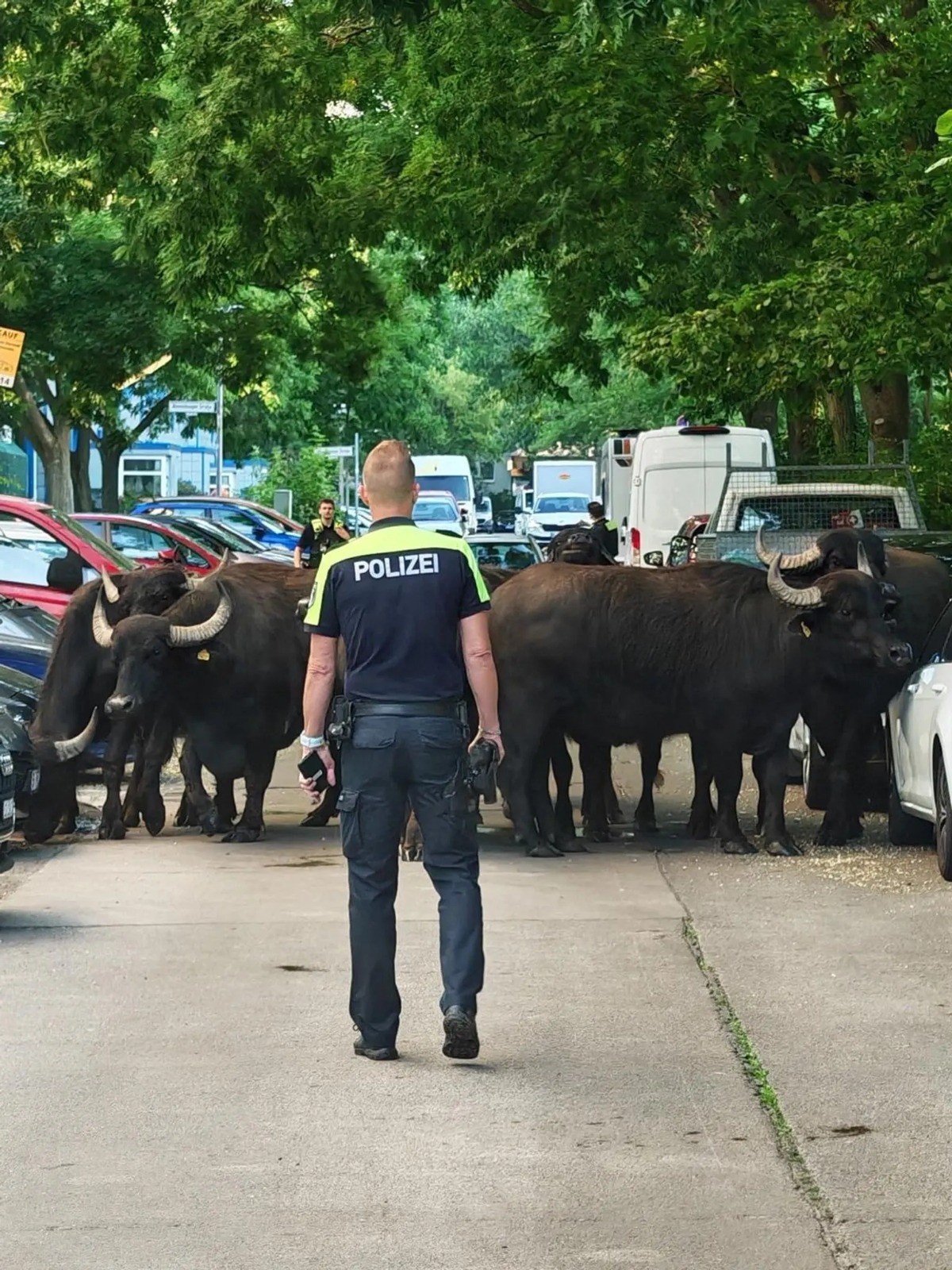 Dez búfalos escapam de pasto, fazem 