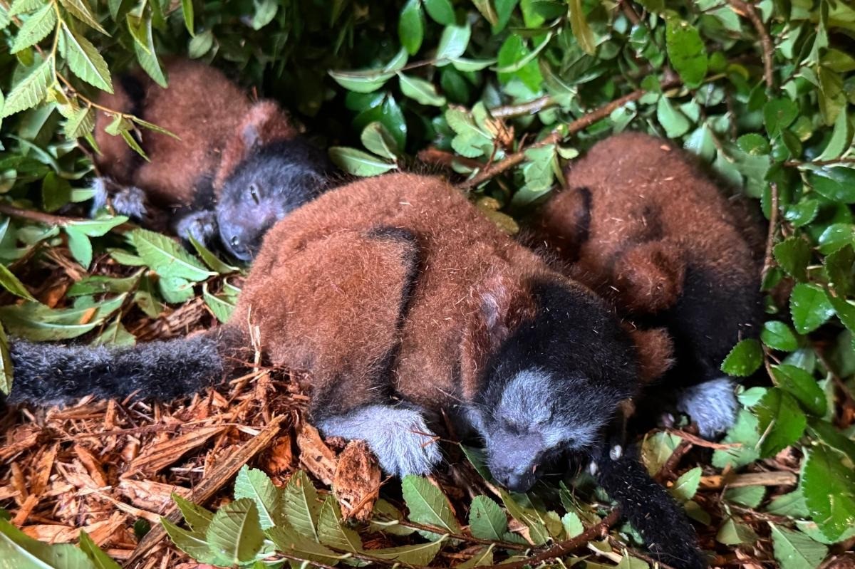 Trigêmeos de lêmure ameaçado de extinção nascem em parque nos EUA, e um deles ganha nome inspirado na avó de Taylor Swift