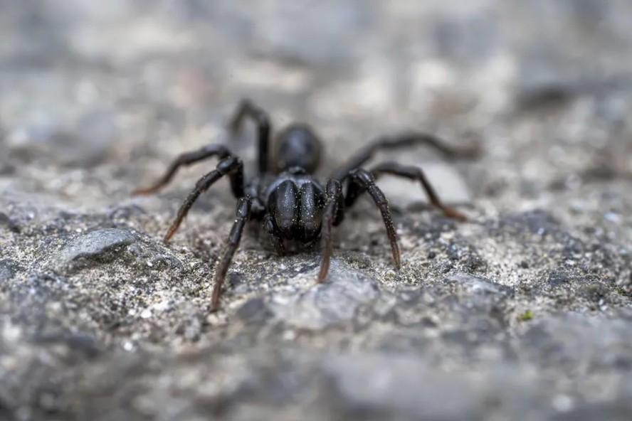 ‘Mini-tarântula’ rara que caça insetos através da própria toca é ...