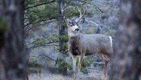 Dois caçadores morrem com suspeita da ‘doença do cervo zumbi’ nos EUA