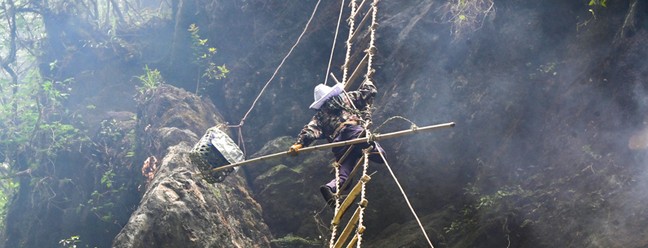 Nepaleses fazem coleta de 'mel alucinógeno' no Himalaia — Foto: AFP