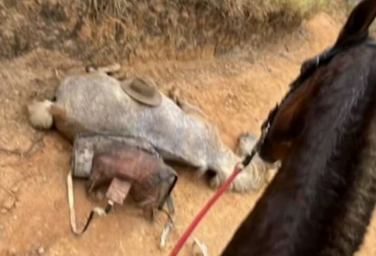 Cavalo morto em SP caiu 'por exaustão' em cavalgada de 14 km; tutor diz que  cortou patas para lançar 'ribanceira abaixo'