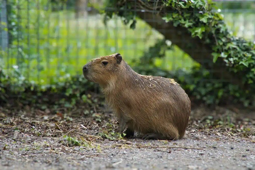 Capivara Samba