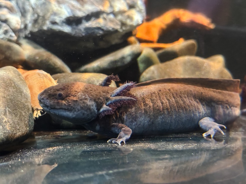 Axolotes foram resgatados do tráfico — Foto: Divulgação