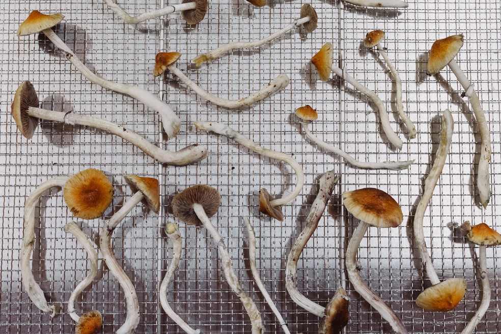 Produzida por fungos do gênero Psybe, os “cogumelos mágicos”, a psilocibina ainda é uma substância de uso controlado na maioria dos países, apesar de o uso recreativo ser comum — Foto: Mason Trinca/NYT