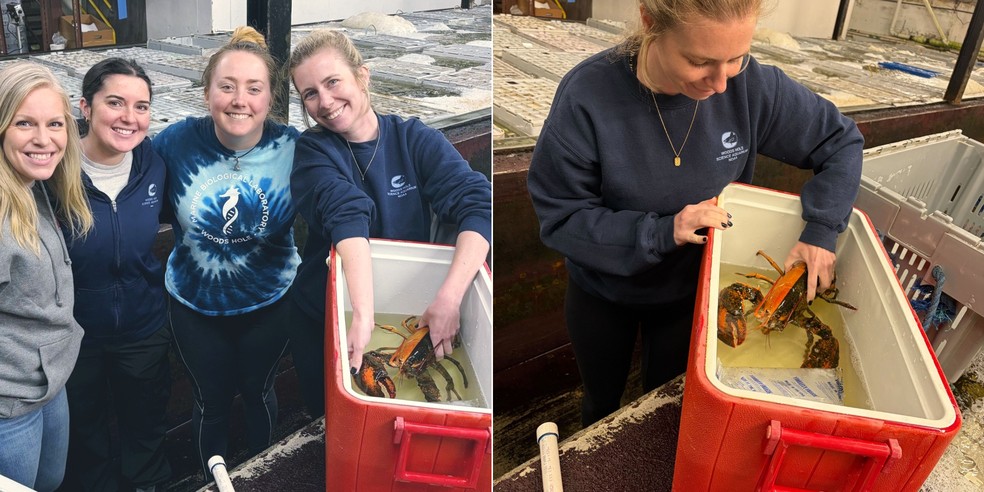 A equipe responsável pela pesca de uma lagosta de coloração dupla em Cape Cod, nos EUA — Foto: Reprodução: Wellfleet Shellfish Company