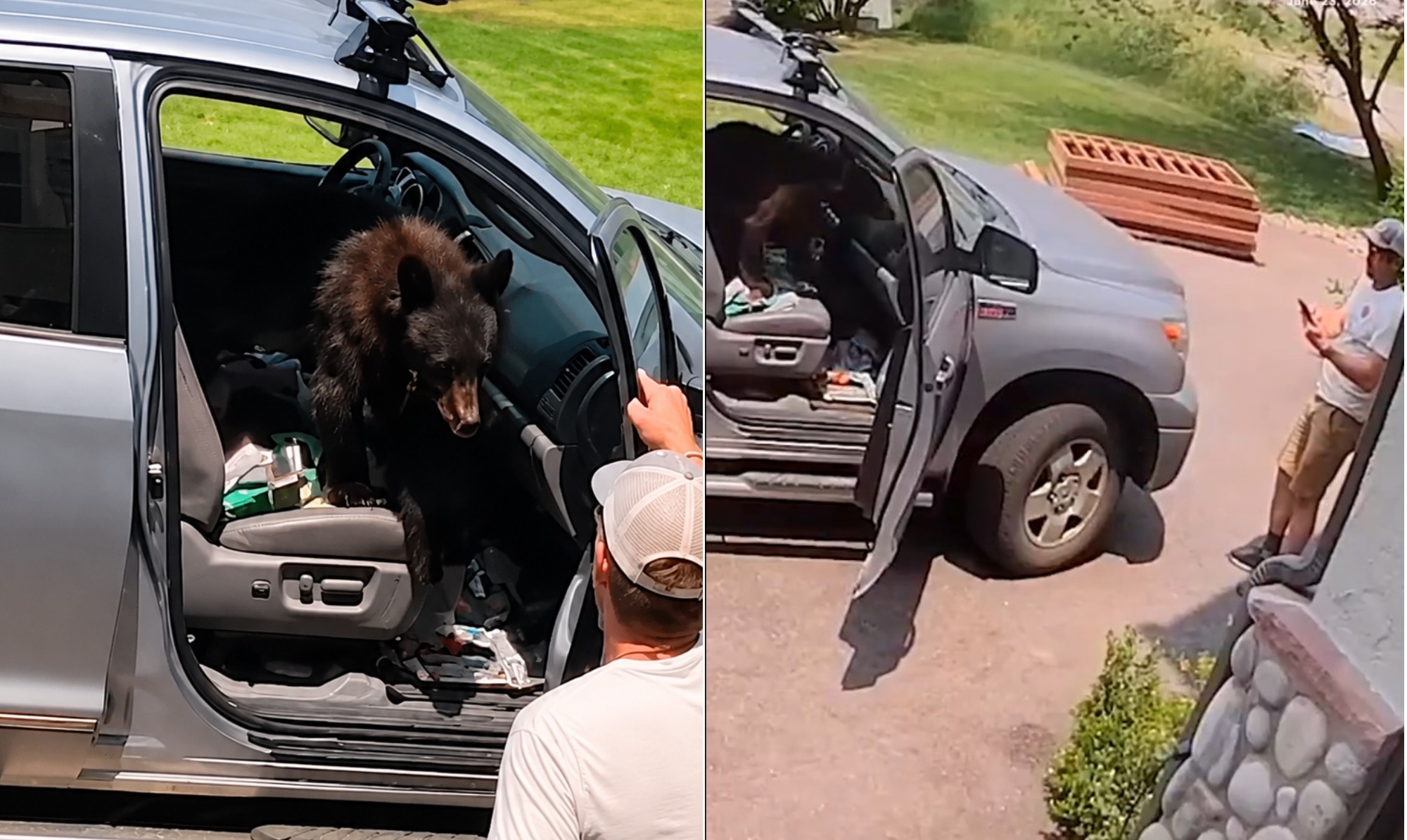 Urso invade caminhonete e surpreende motorista ao ocupar banco do passageiro nos EUA; vídeo
