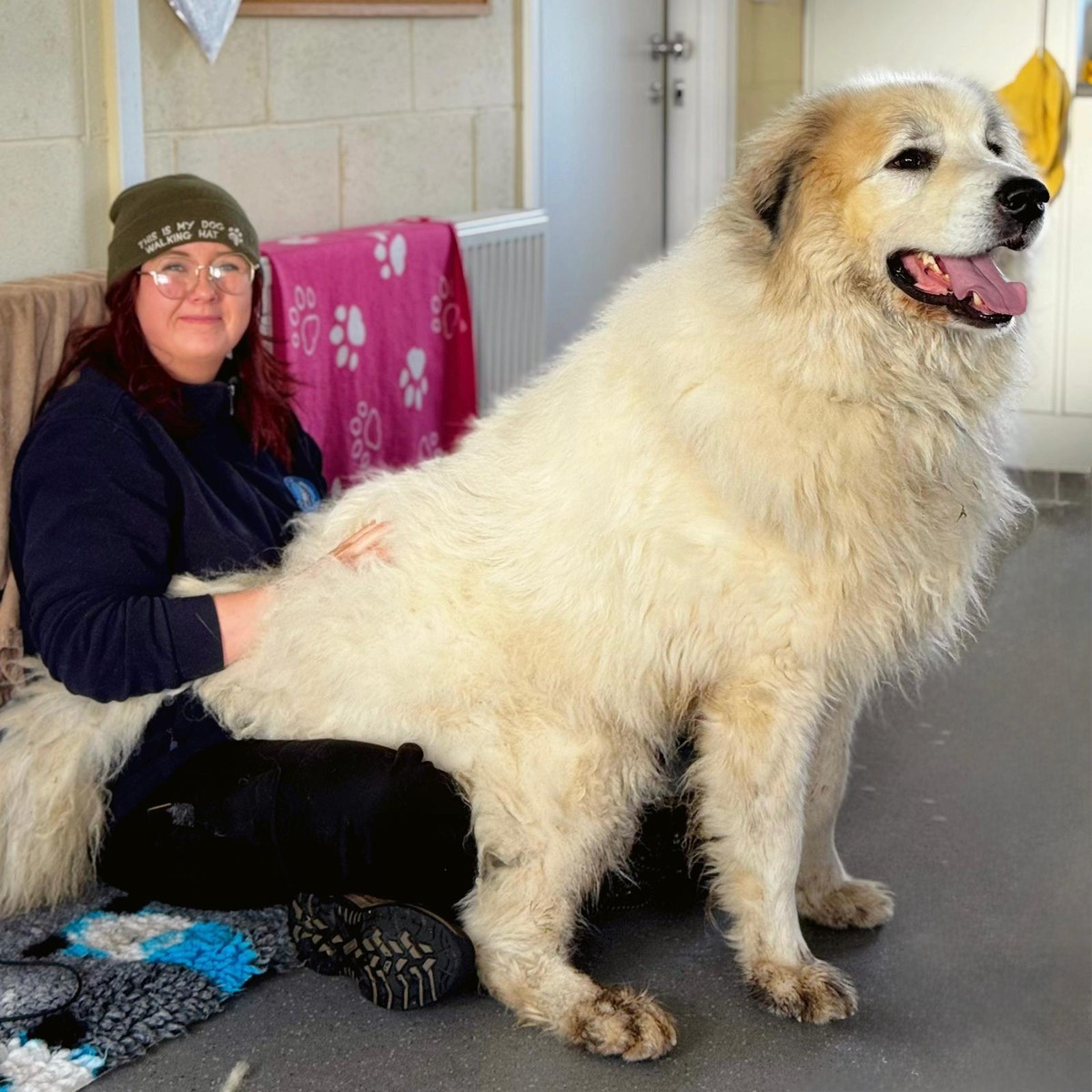 animal-concern-cumbria-
