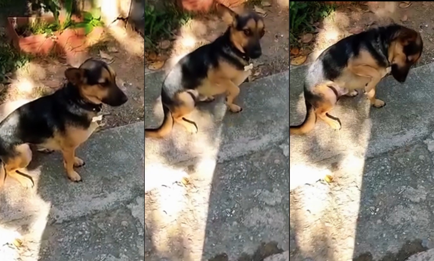 Cão 