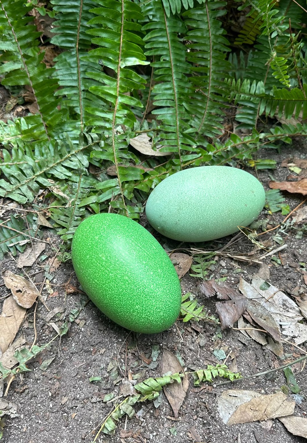 Deu match! Zoológico australiano vira cupido para aves gigantes, que ...