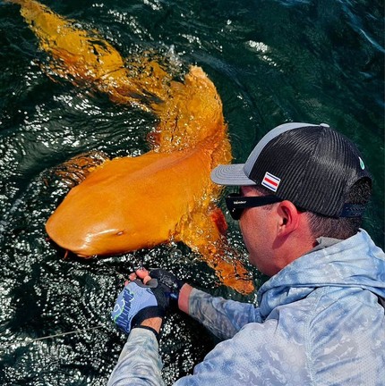 Tubarão-lixa (Ginglymostoma cirratum) visto pela primeira vez na história na Costa Rica— Foto: Reprodução/Parismina Domus Dei