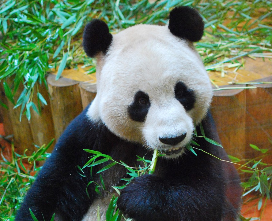 Canal Panda celebra o Carnaval no conforto de casa