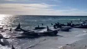 Vídeo mostra mais de 150 baleias encalhadas em praia na Austrália