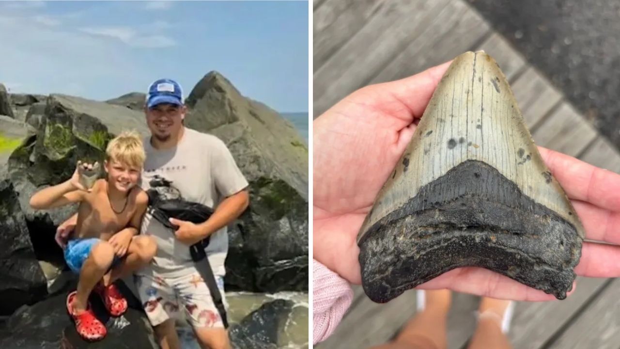 Dente de megalodonte achado por menino 🦈