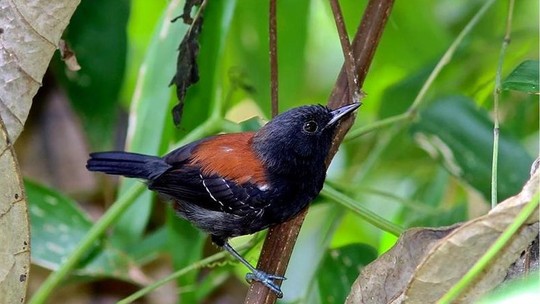 Pássaro raro é encontrado na Mata Atlântica após mais de cem anos sem ser visto