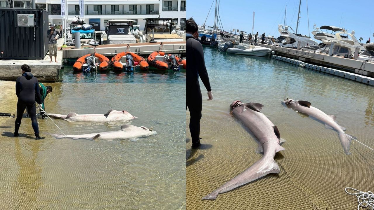 Dois tubarões mutilados são encontrados mortos em praia na Espanha; ONG aponta ligação com pesca de arrasto