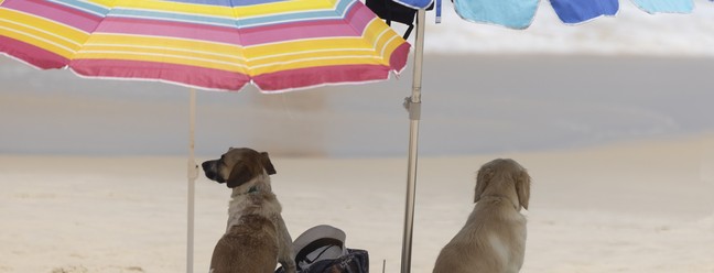 Cachorros descansam à sobra na praia do Leblon. Estar preso à guia é condição imposta por lei — Foto: Márcia Foletto/Agência O Globo