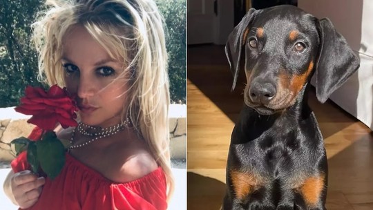 Cachorro de Britney Spears foge de casa e ataca vizinho idoso; cantora é notificada