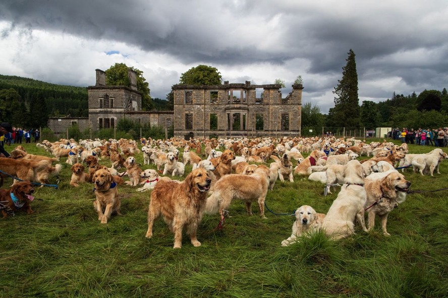 Golden retriever dog 101 sales