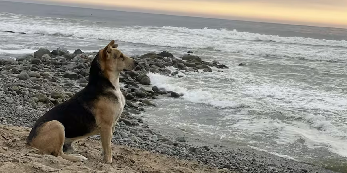 Conheça a história do cachorro que todos os dias espera o dono à beira-mar e será contada em filme