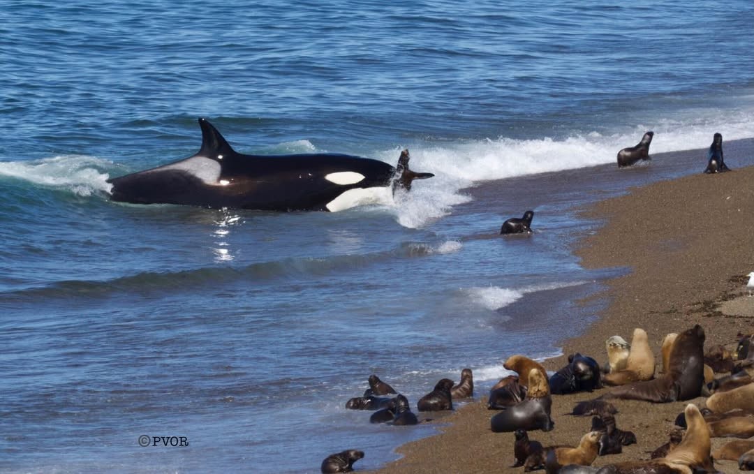 Fotógrafo registra momento de duplo ataque de orcas a leões-marinhos em praia na Argentina; veja