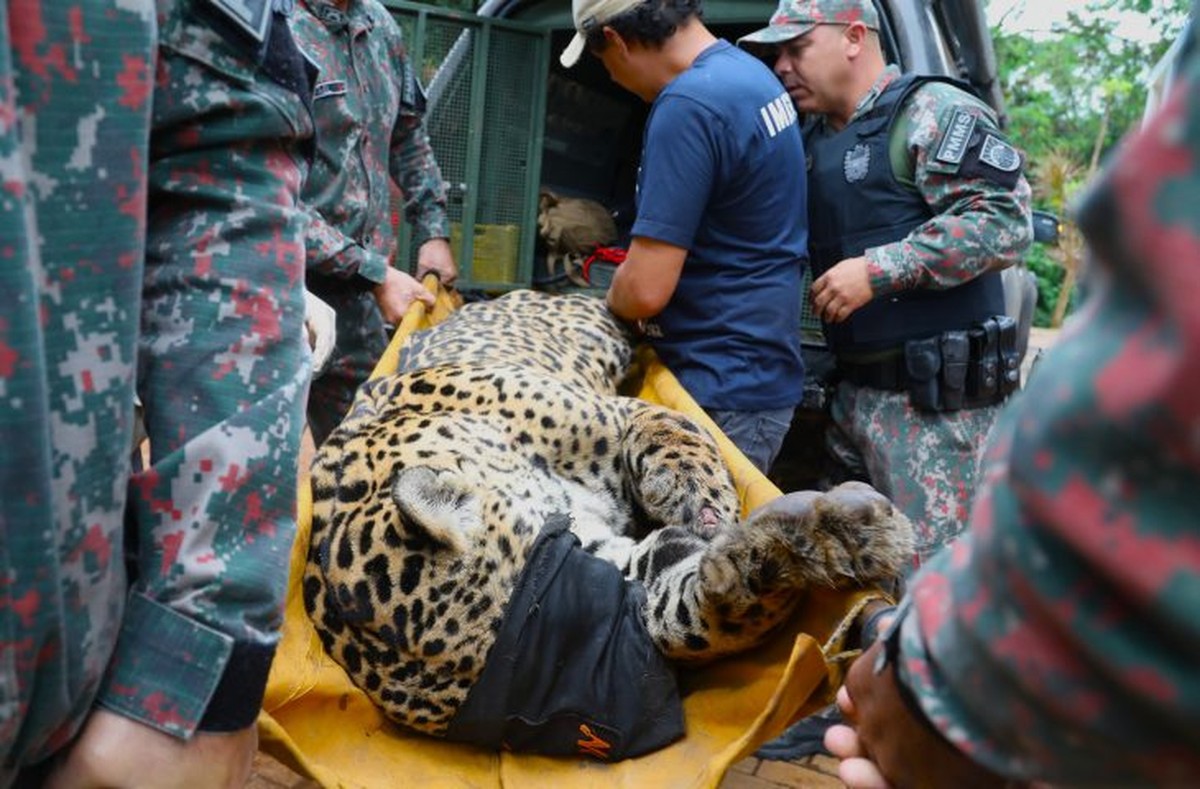 Onça Pintada Capturada Após Matar Caseiro Teve Perda De Peso E Está