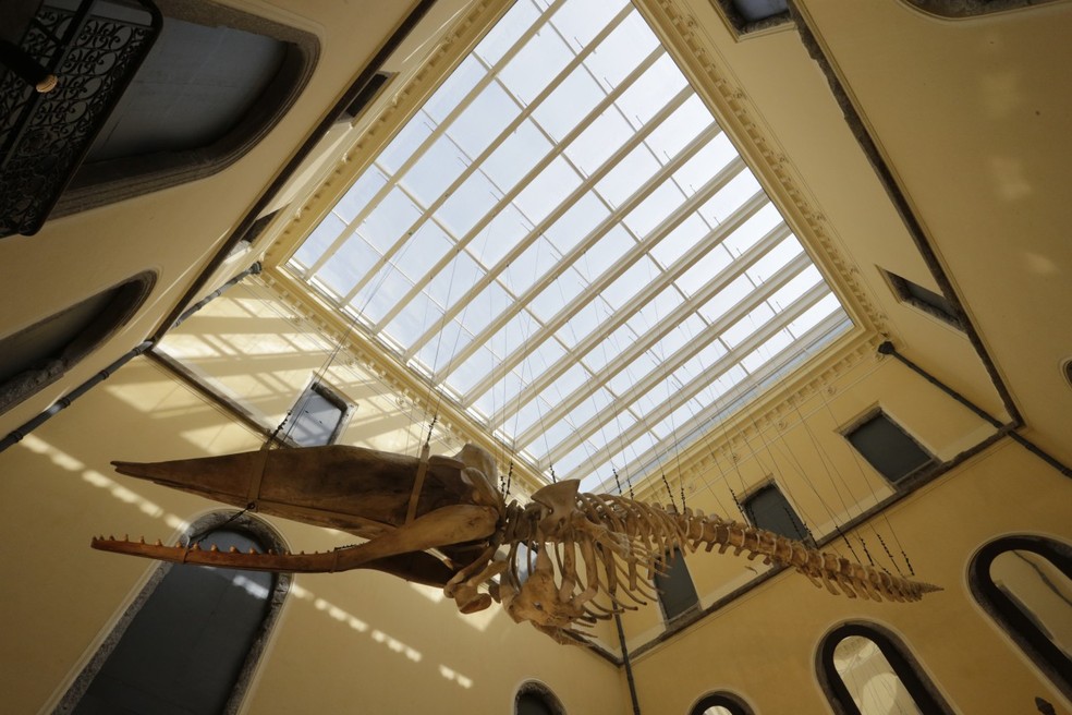 Iluminado. Um esqueleto de cachalote de 15,7 metros de comprimento sob a nova claraboia do museu, que recebe luz ambiente — Foto: Domingos Peixoto/Agência O Globo