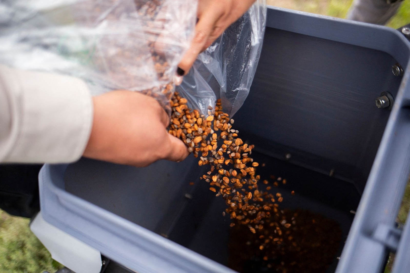 Sementes já estão pré-germinadas, ou seja, já possuem raiz, o que as ajudará a dar vida a nova planta — Foto: Enrique Castro/AFP