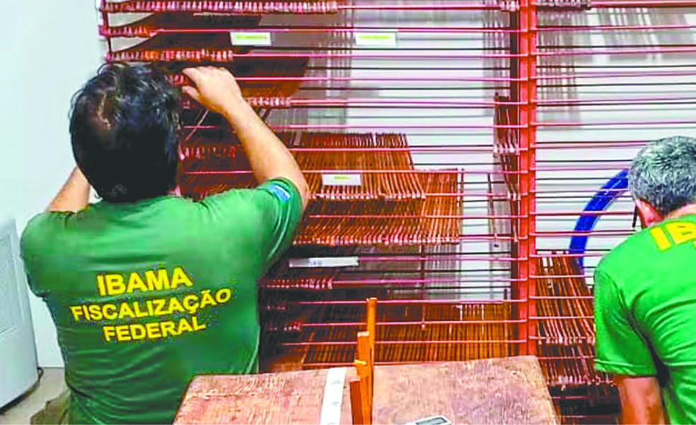 Agentes do Ibama inspecionam peças que seriam transformadas em varetas: vendas para o mercado interno e internacional — Foto: Ibama