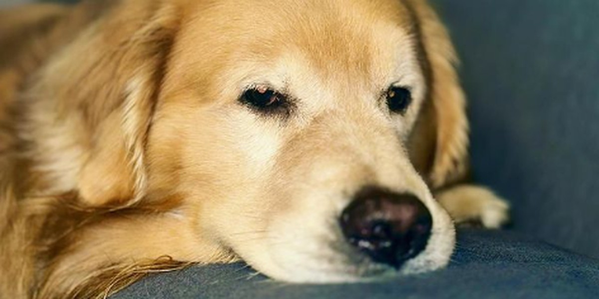 Morte de cão em voo gera debate sobre falta de regras para transporte aéreo de pets 
