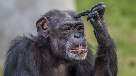 Masturbação: primatas já praticavam ato há 40 milhões de anos, aponta estudo