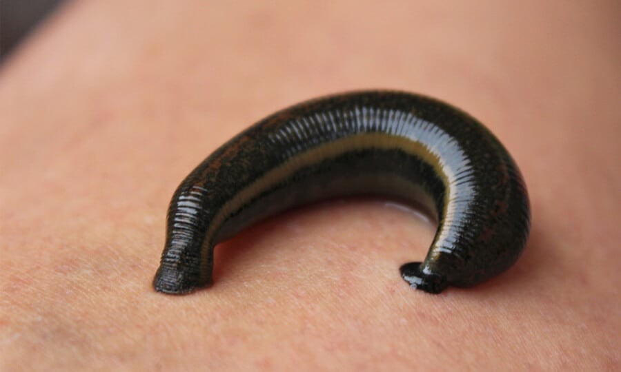 A Sanguessuga Tyrannobdella rex, vinda da Amazônia peruana, mede até 3 cm e tem dentes longos como os do dinossauro que inspira seu nome, mordendo discretamente suas presas — Foto: Reprodução/Redes sociais