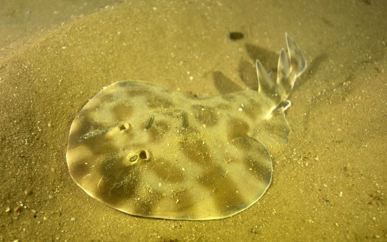 Tesouros ocultos: Expedição na Baía de Guanabara flagra espécies que ...