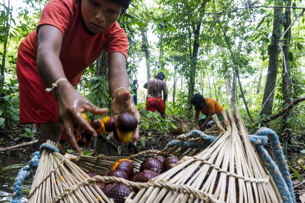Indígenas Xavante realizam a colheita do buriti perto da aldeia Ripá, na TI Pimentel Barbosa, em Mato Grosso, dando exemplo de harmonia entre ocupação humana e floresta — Foto: Rogério Assis / ISA
