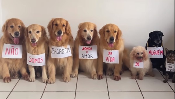 Grupo de pets faz 'protesto' após morte do cão Joca em voo: 'Merecemos um lugar seguro'