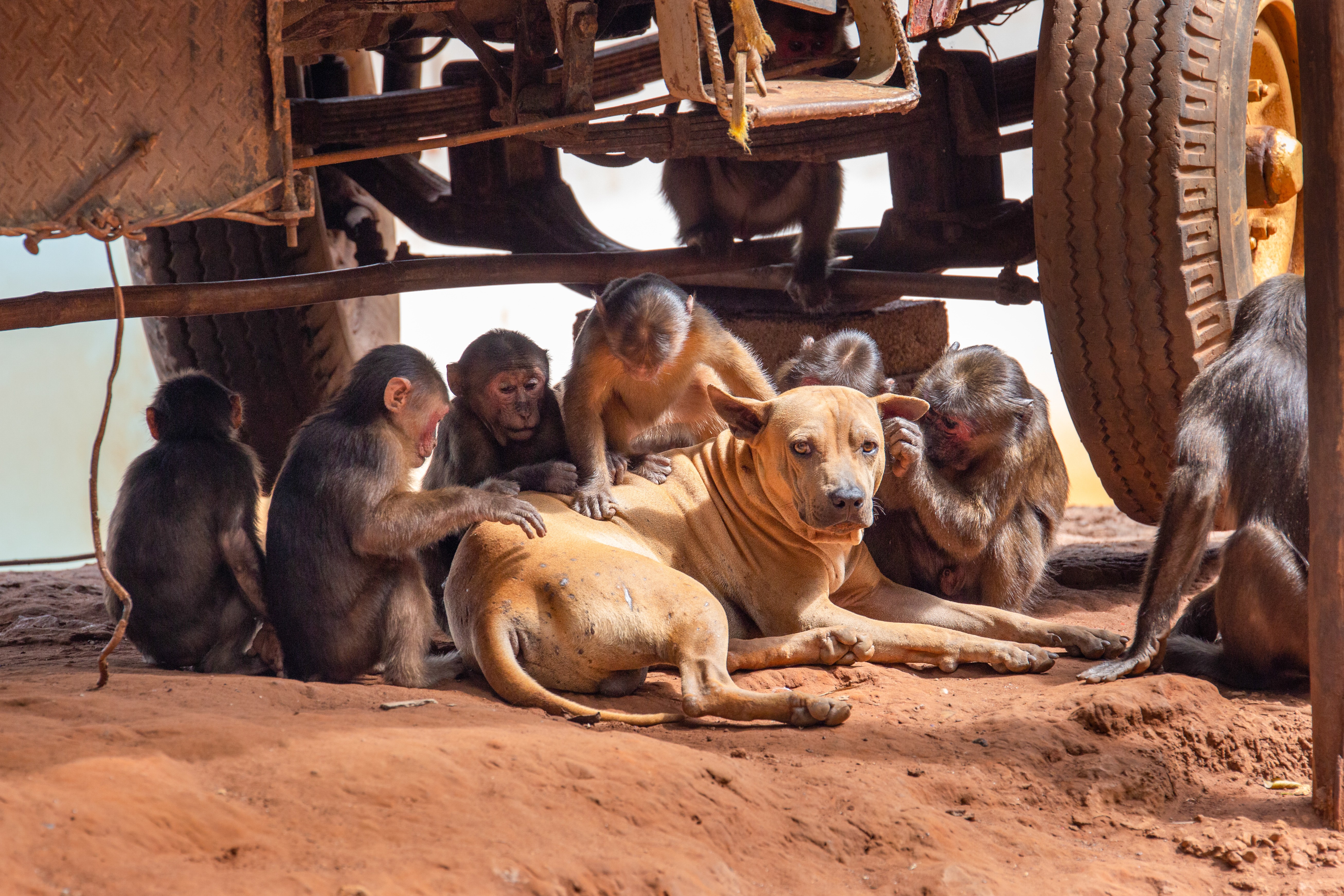 Outros primatas também têm animais de estimação? Estudo encontra pistas de um comportamento que parecia ser só humano - QTU Questões do Universo