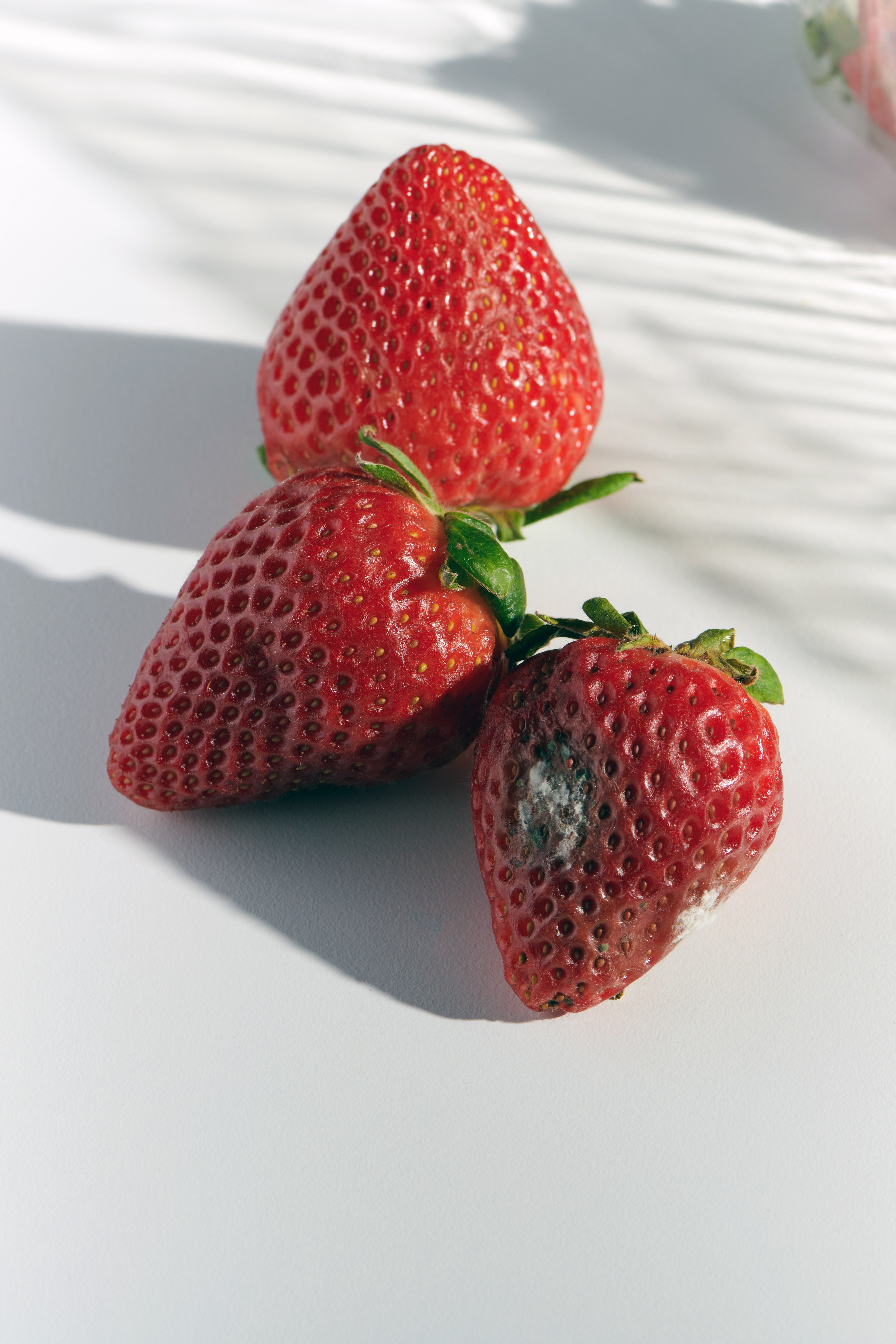 Uma fruta mofada estraga a caixa inteira?