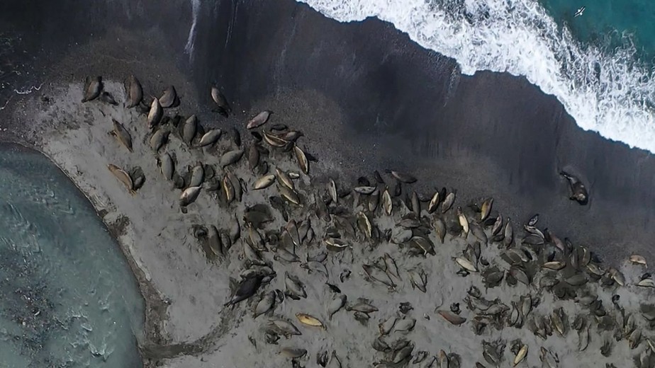 Estudio revela que las Islas Malvinas y Georgia del Sur se han convertido en reservorios del virus de influenza aviar H5N1 en el Atlántico Sur