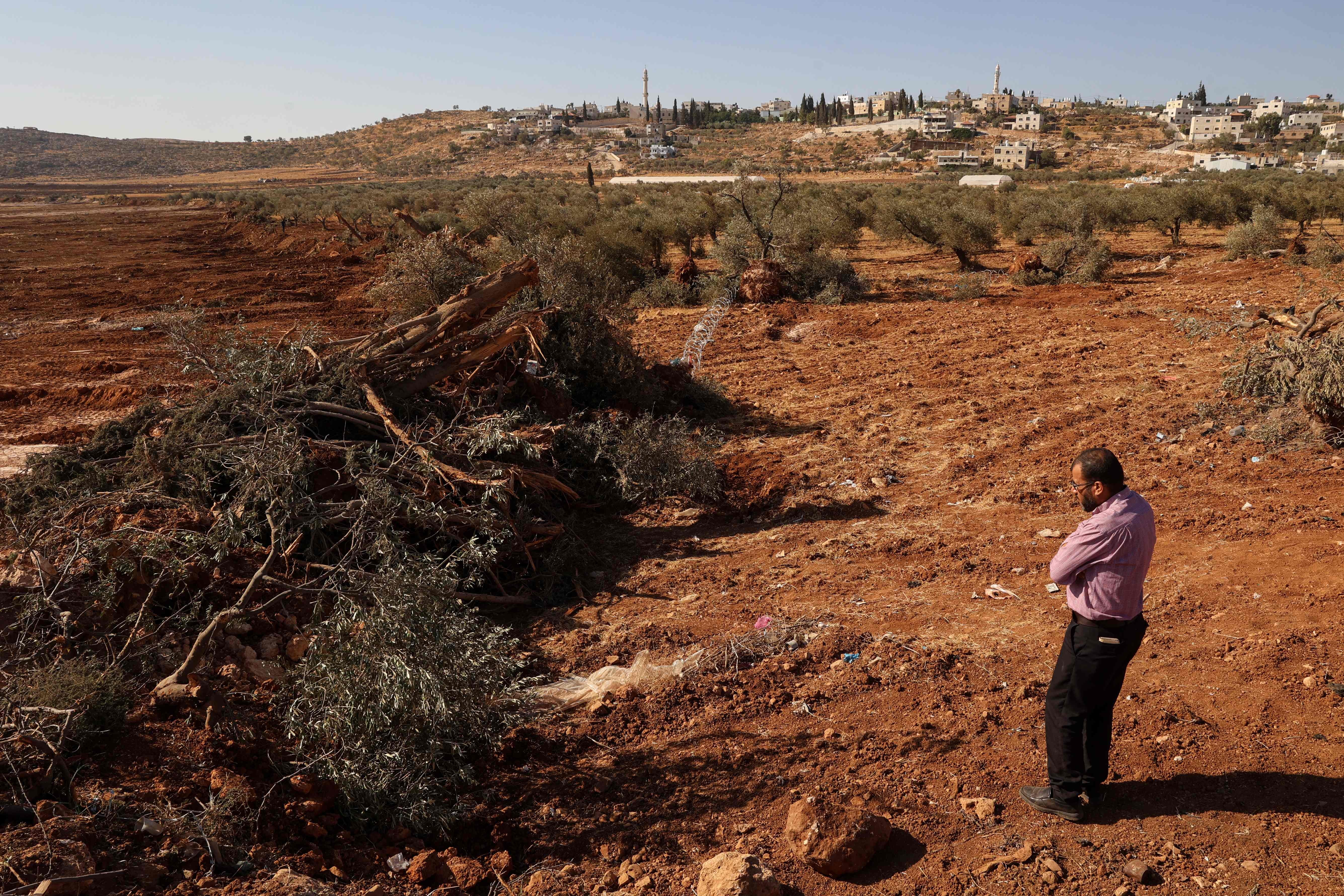 Escavadeiras arrancam centenas de árvores de palestinos na Cisjordânia