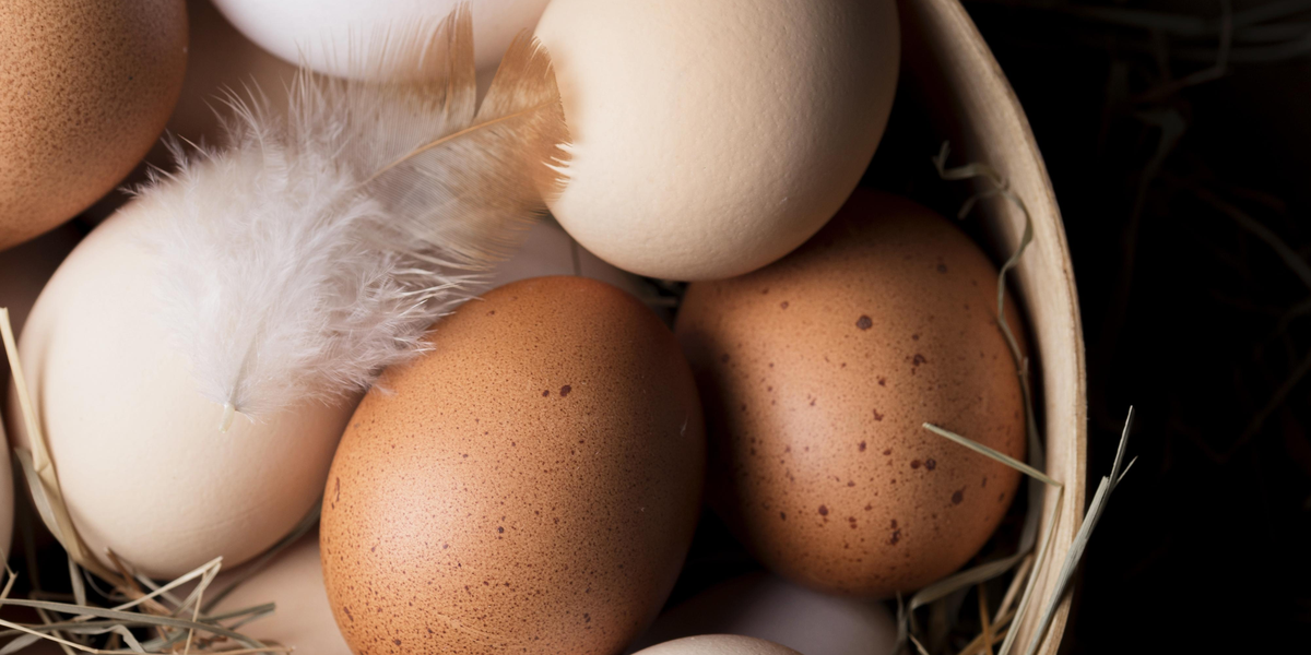 Caipira, branco, orgânico ou de galinhas livres: qual o ovo mais saudável?