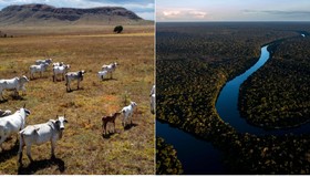 Cerrado supera Amazônia como bioma mais desmatado no país em 2023